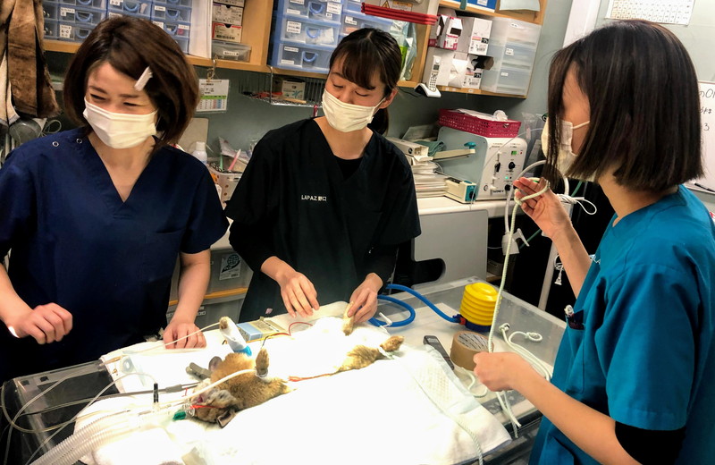 ラパス動物病院　新札幌エリア（厚別区・清田区）のメインイメージ3