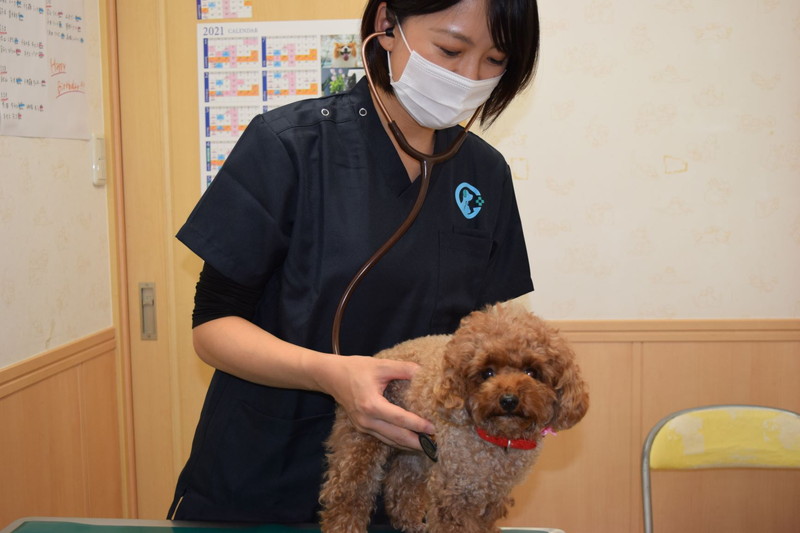ユナイテッド動物病院 横浜・二子玉川・仙台のメインイメージ3