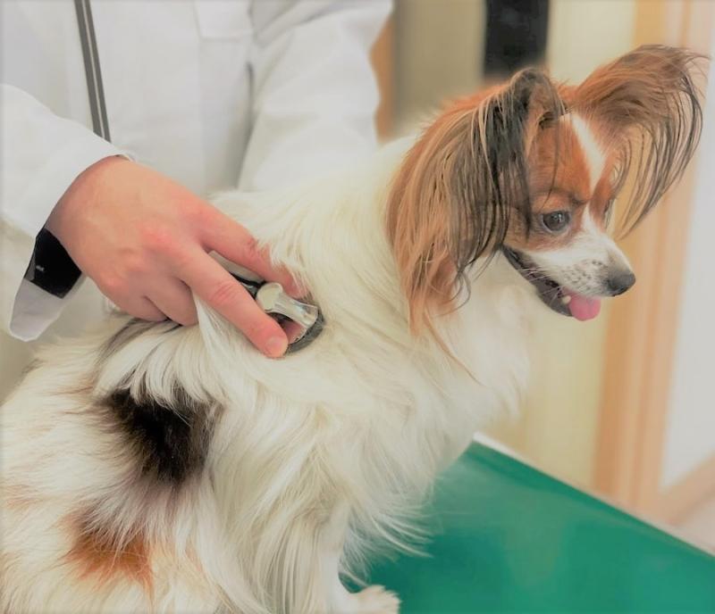 きし動物病院のメインイメージ3