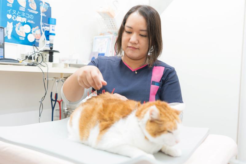 越谷どうぶつ病院のメインイメージ3