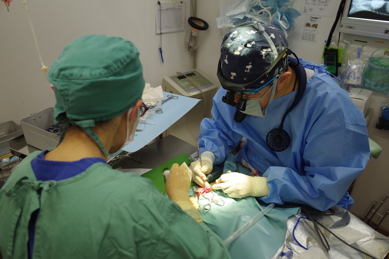 かたやま動物病院のメインイメージ4