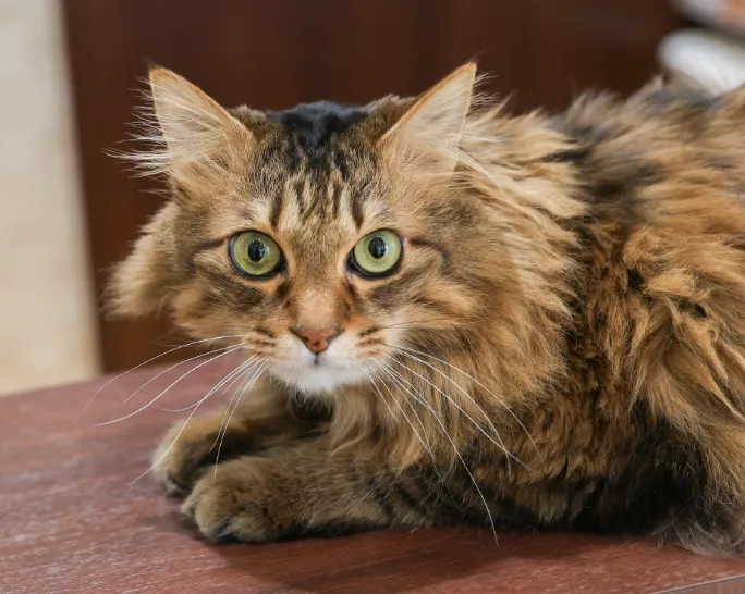 ごんた動物病院のメインイメージ4